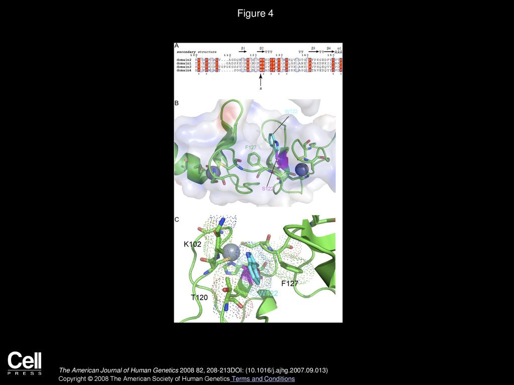 Figure 4 Structural Analysis of the FHL1 W122S Mutation