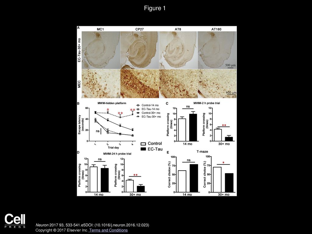 Figure 1 Tau Pathology Is Associated with Spatial Memory Deficits in Aged EC-Tau Mice.