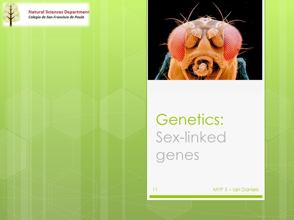 Genetics Sex Linked Genes Ppt Download 7799