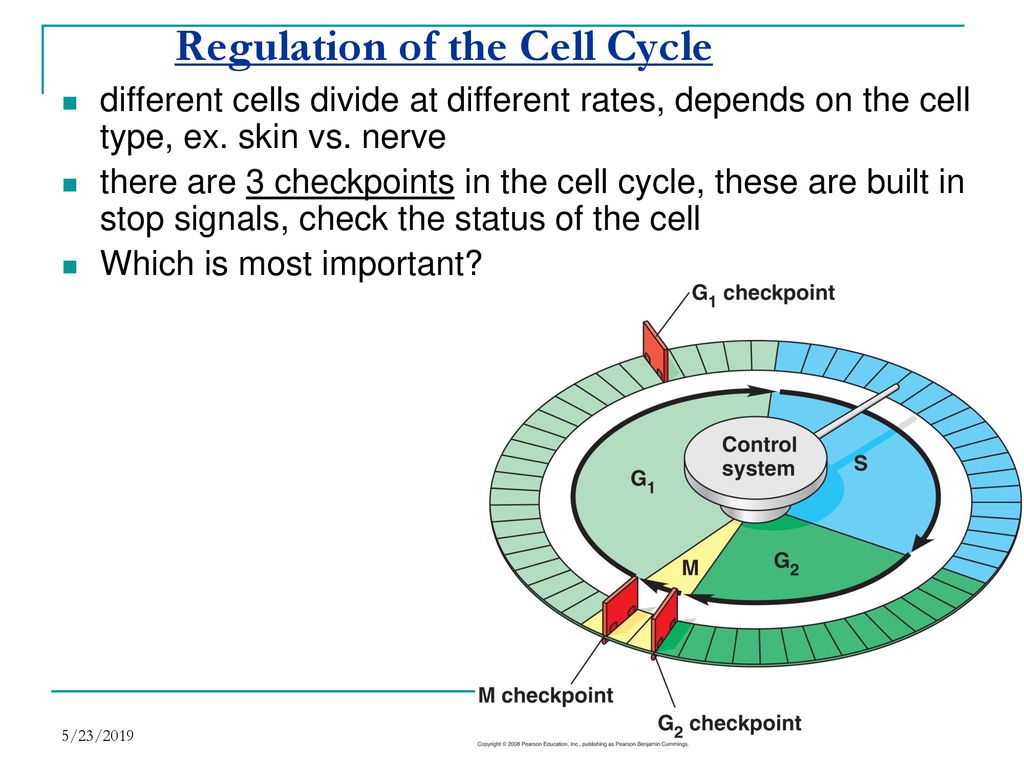 AP Ch 12 Cell Cycle 5/23/ ppt download Biology Diagrams