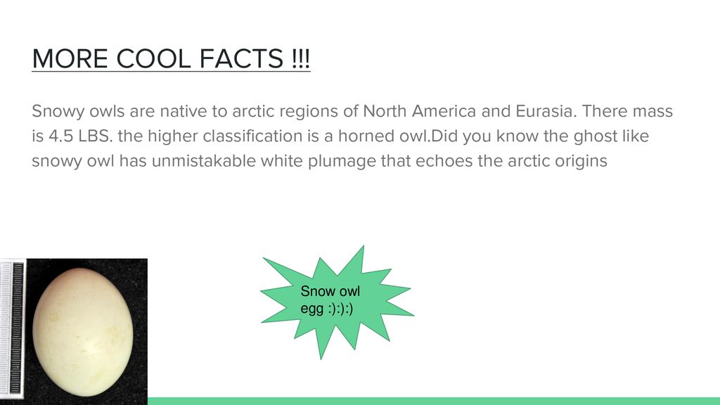 MORE COOL FACTS !!!