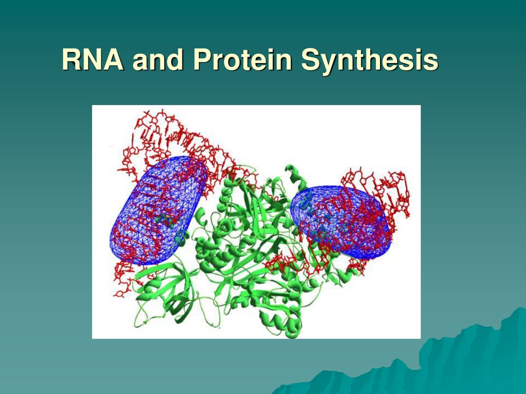 RNA and Protein Synthesis Biology Diagrams
