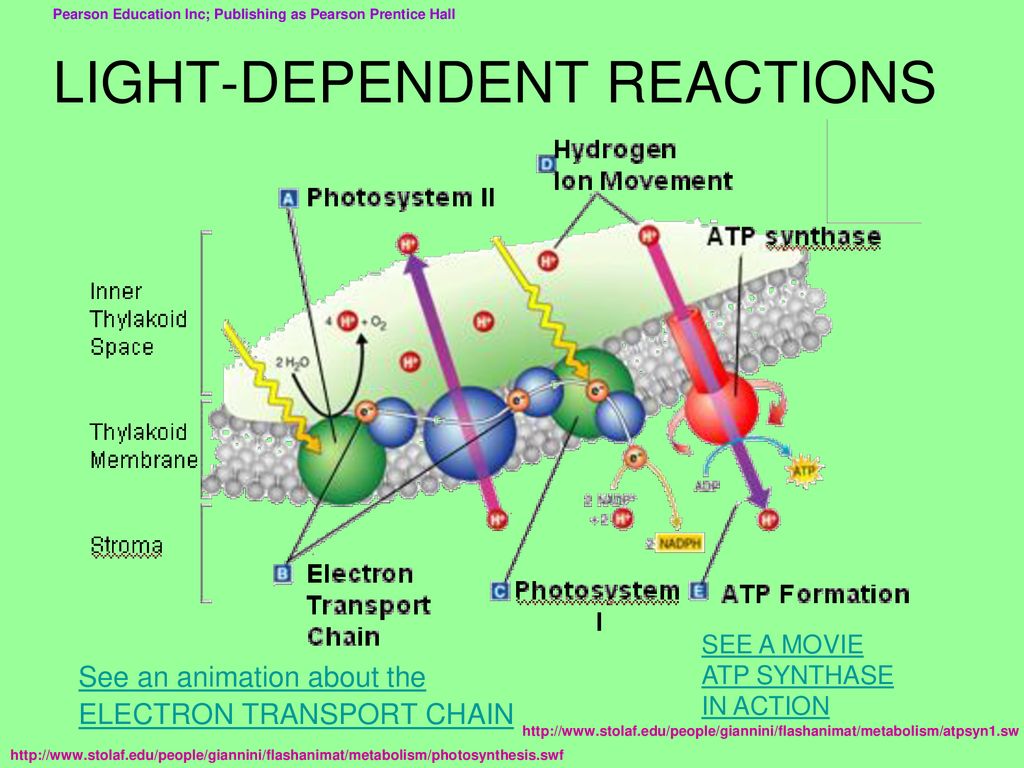 REACTIONS OF PHOTOSYNTHESIS ppt download