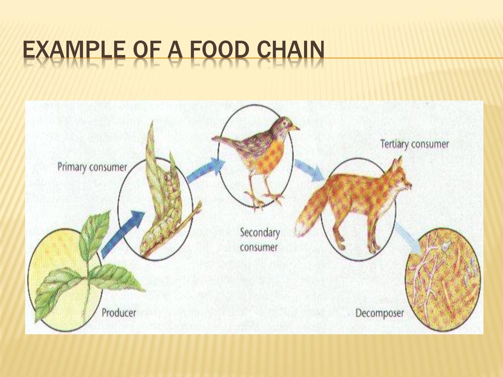 Food Chains producers consumers and decomposers of each ecosystem Biology Diagrams