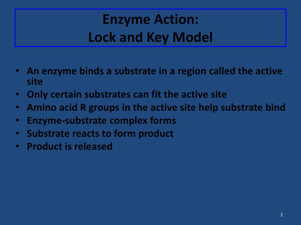 The Lock and Key Hypothesis - ppt download
