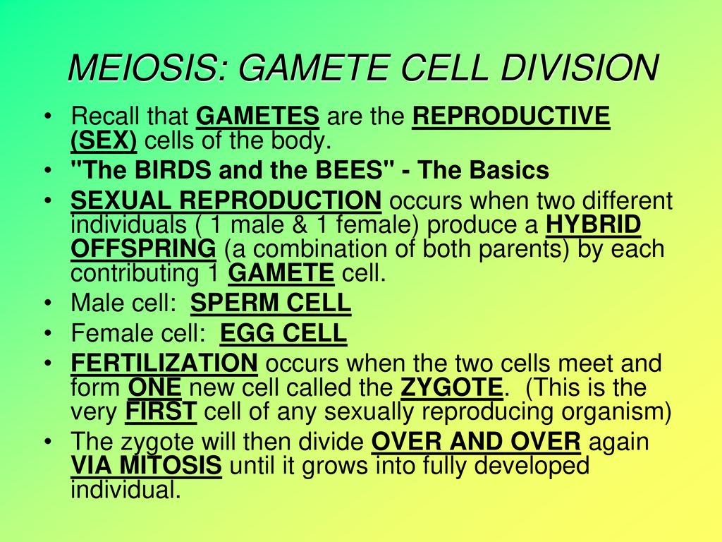 MEIOSIS: GAMETE CELL DIVISION - ppt download