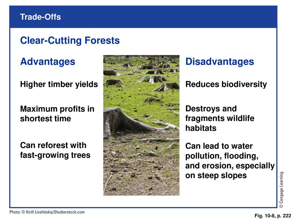 Clear cutting. Clear Cut перевод. Clear-Cutting meaning. Forest Cuttings pdf.