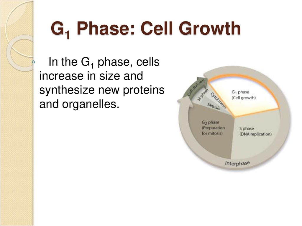 Cell Cycle and Cellular Division Biology Diagrams