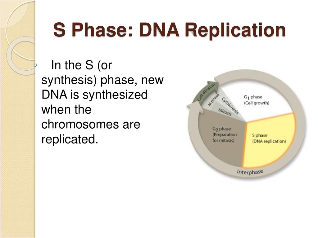Cell Cycle and Cellular Division Biology Diagrams