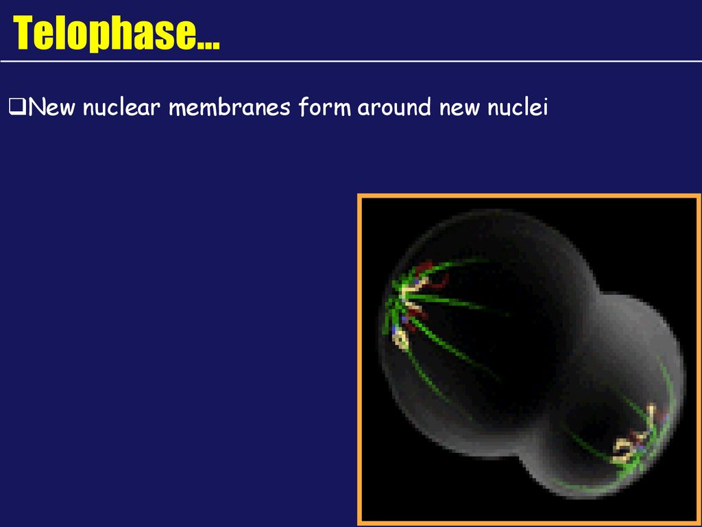 Cellular Division Instructor: HbR. Biology Diagrams