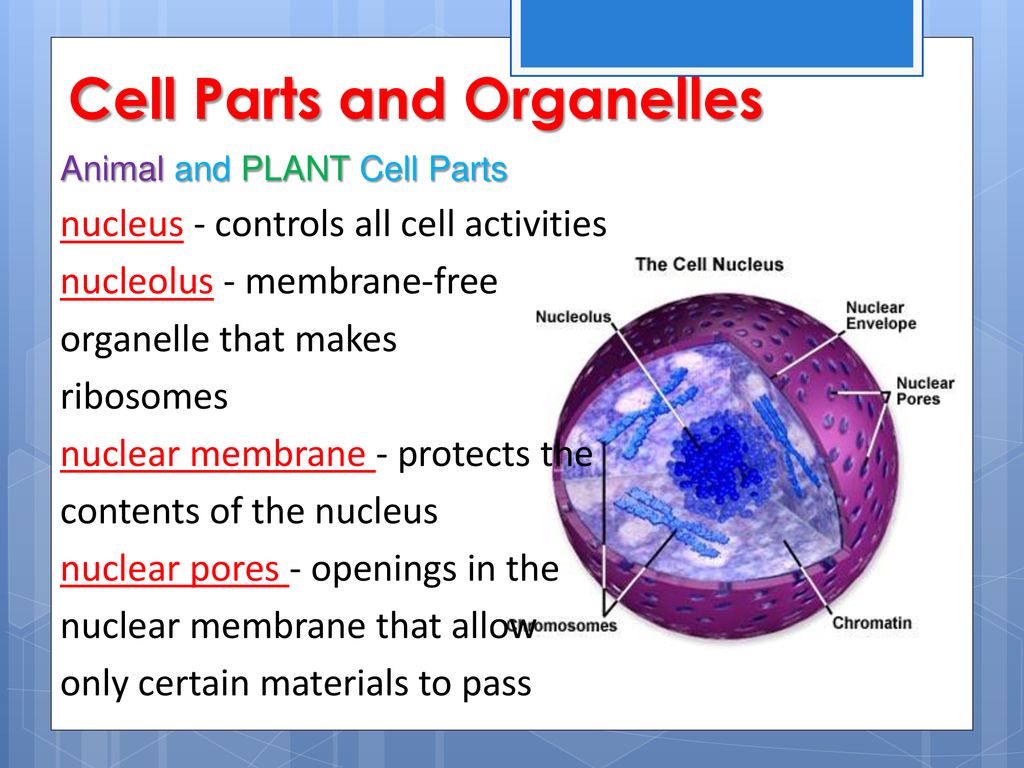 The NUCLEUS and Cell Functions - ppt download