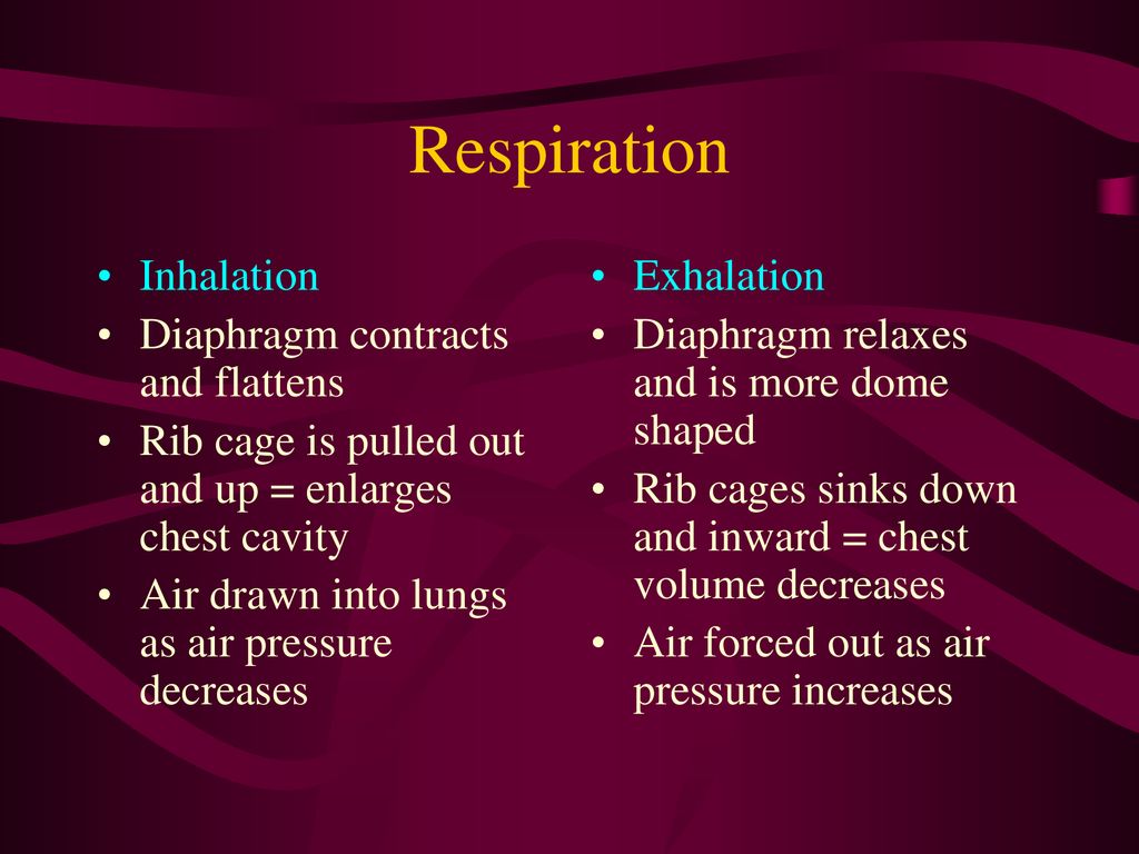 Respiratory System Notes. - ppt download