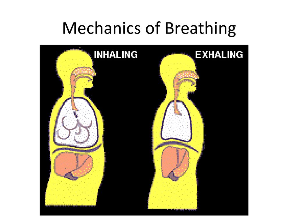 Do Now Describe what happens when you breathe, use as much detail as ...