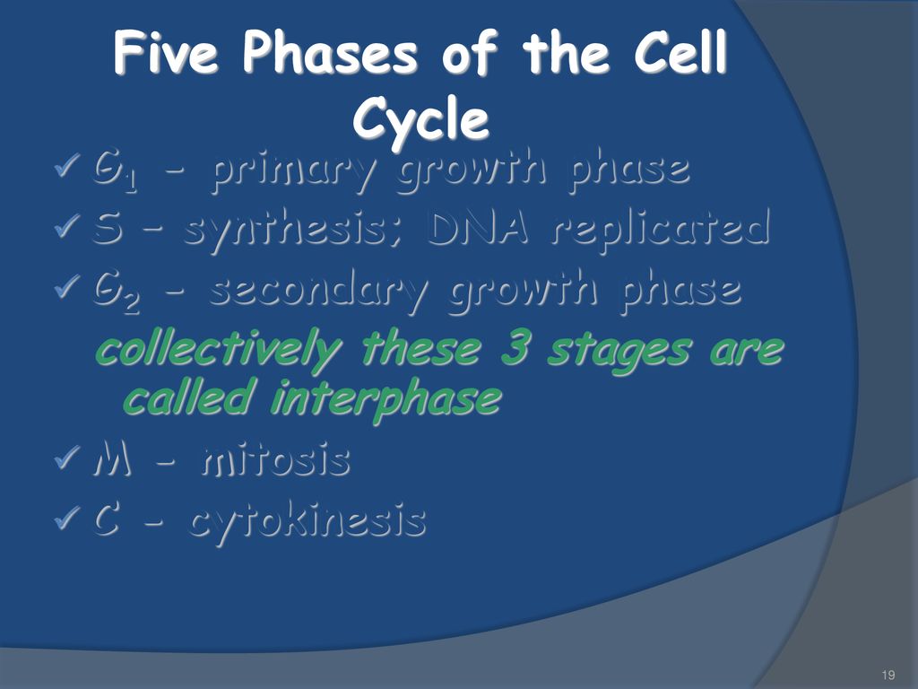 Cellular Division. - ppt download