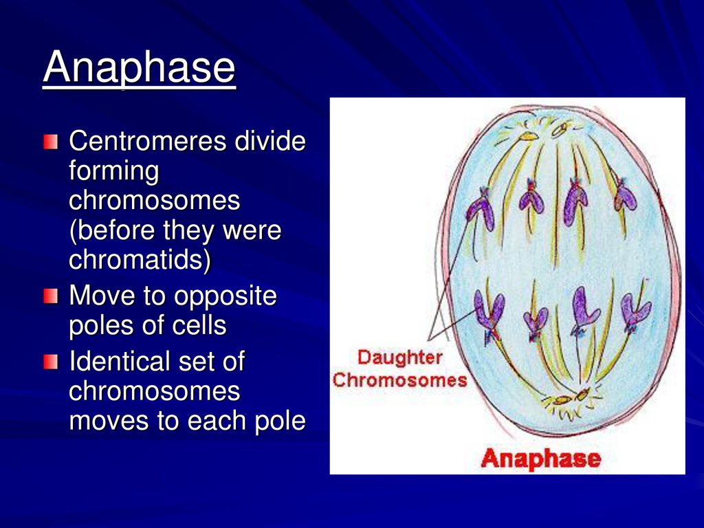 Introduction to Genetic Continuity Biology Diagrams