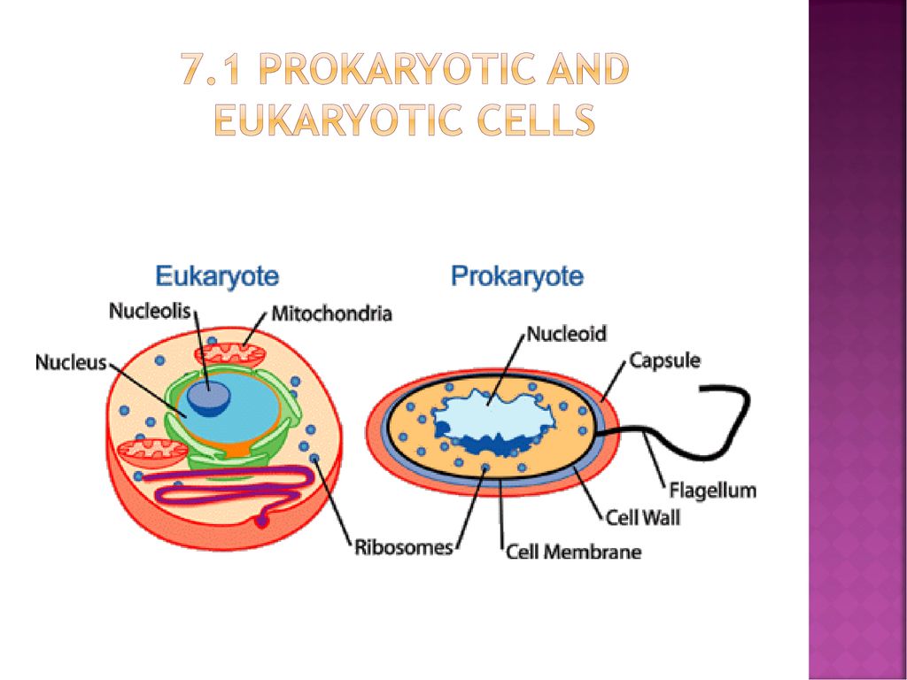 В любой клетке имеется. Ядро эукариот. Эукариоты без ядра. Ядро клетки эукариот. Прокариоты без ядра.