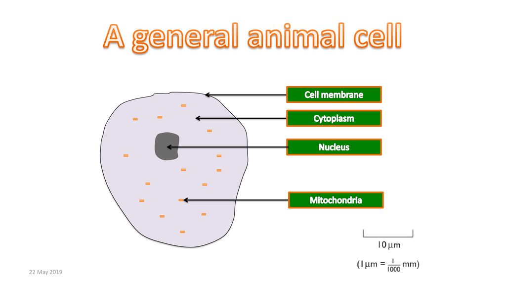 Igcse Biology Cells Identify The Key Features Of Plant And Animal Cells 22 May Ppt Download