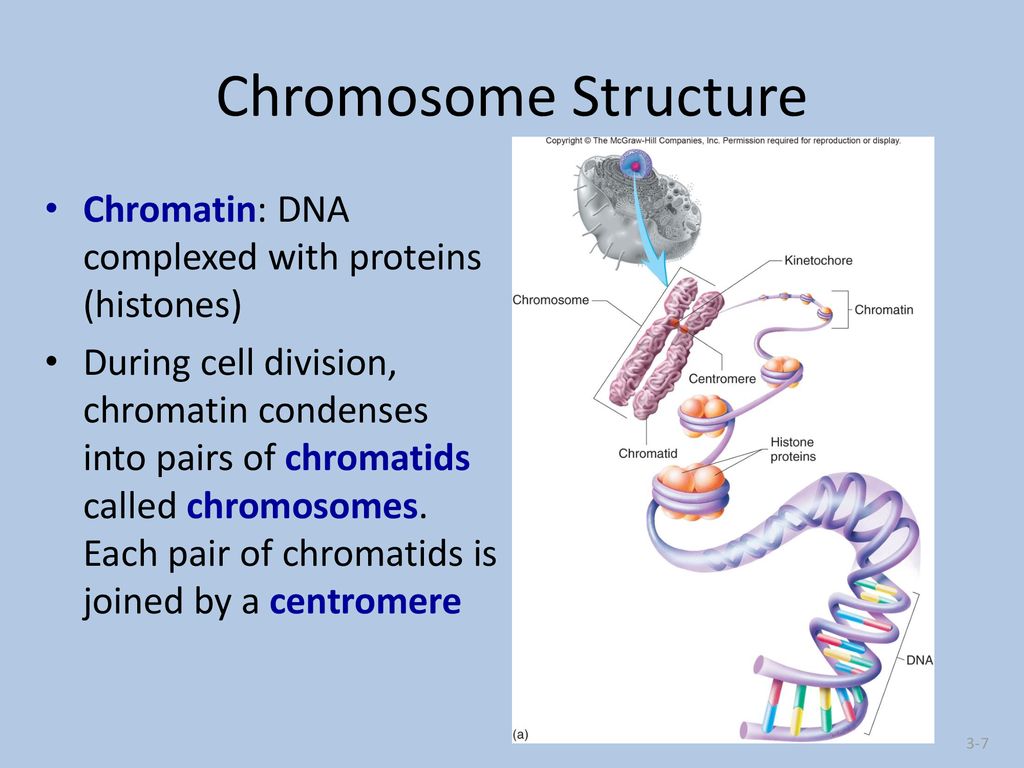 Prokaryote v. Eukaryote - ppt download