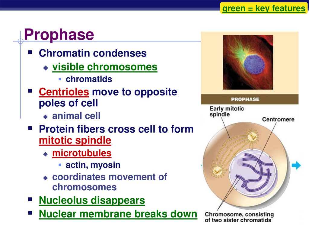 Biology is the only subject in which multiplication is the same thing ... Biology Diagrams