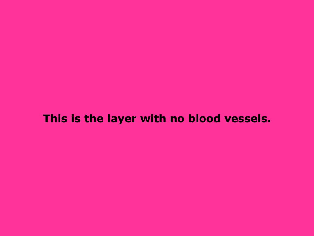 This is the layer with no blood vessels.