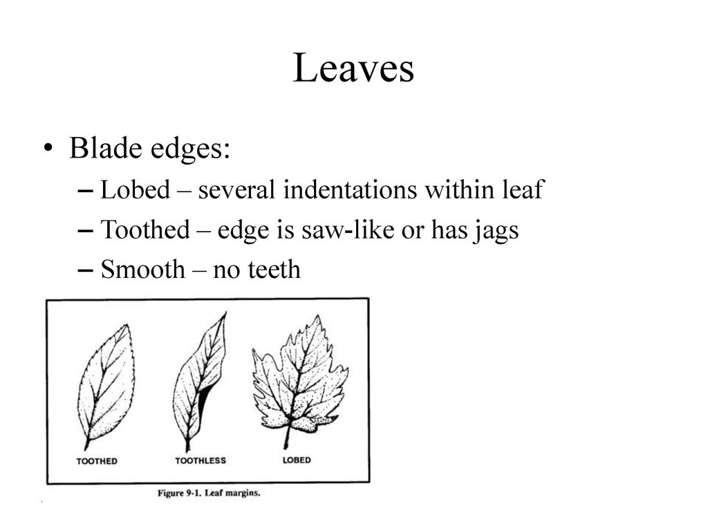 Kingdom Plantae: Plant Structure - ppt download