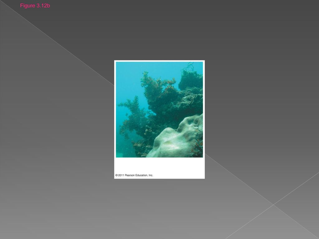 Chapter 3 Water and Life Biology Diagrams