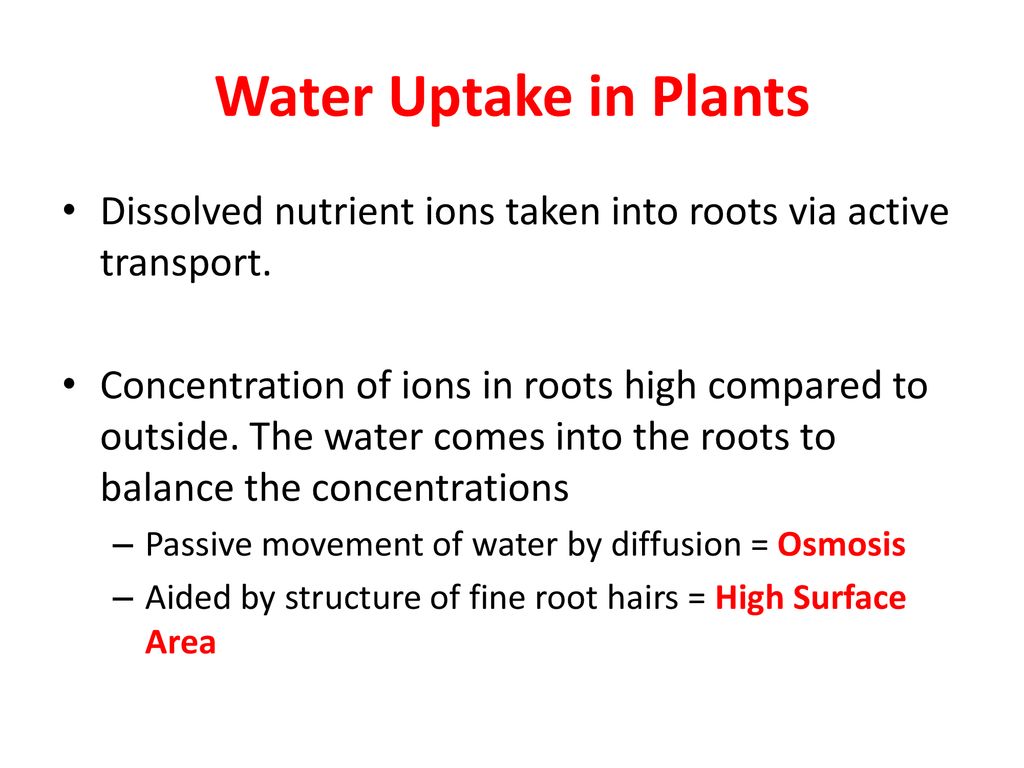 Water Uptake in Plants Dissolved nutrient ions taken into roots via active transport.