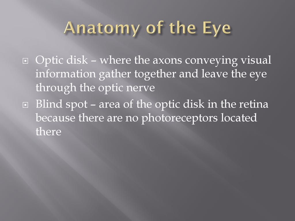 Anatomy of the Eye Optic disk – where the axons conveying visual information gather together and leave the eye through the optic nerve.