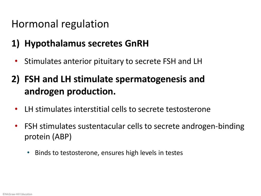 REPRODUCTIVE SYSTEM MALE ppt download REPRODUCTIVE SYSTEM MALE ppt download