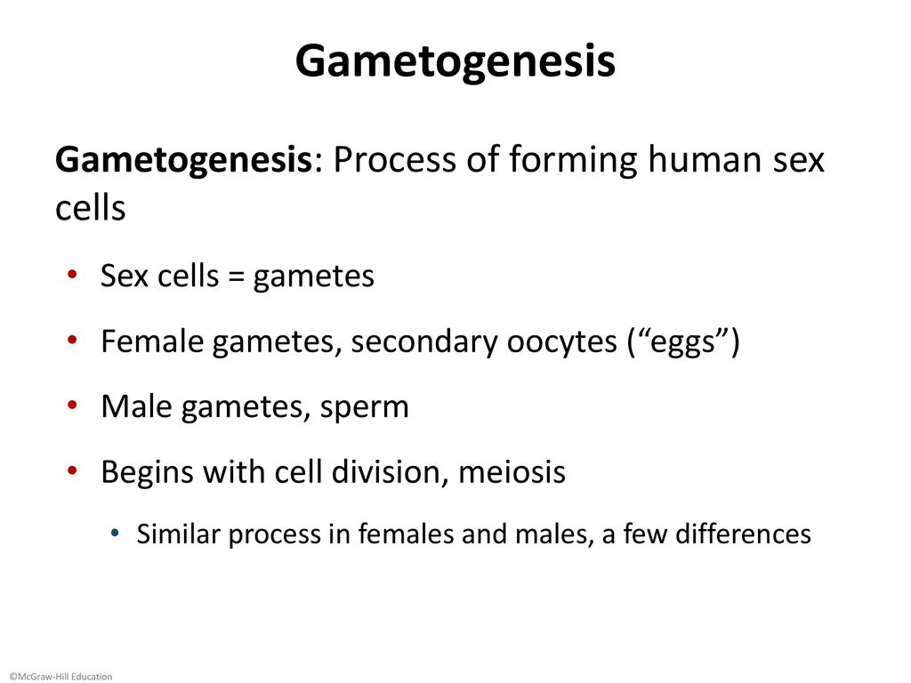 Reproductive System Male Ppt Download