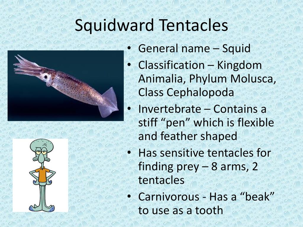 The Marine Biology of Spongebob Squarepants - ppt download