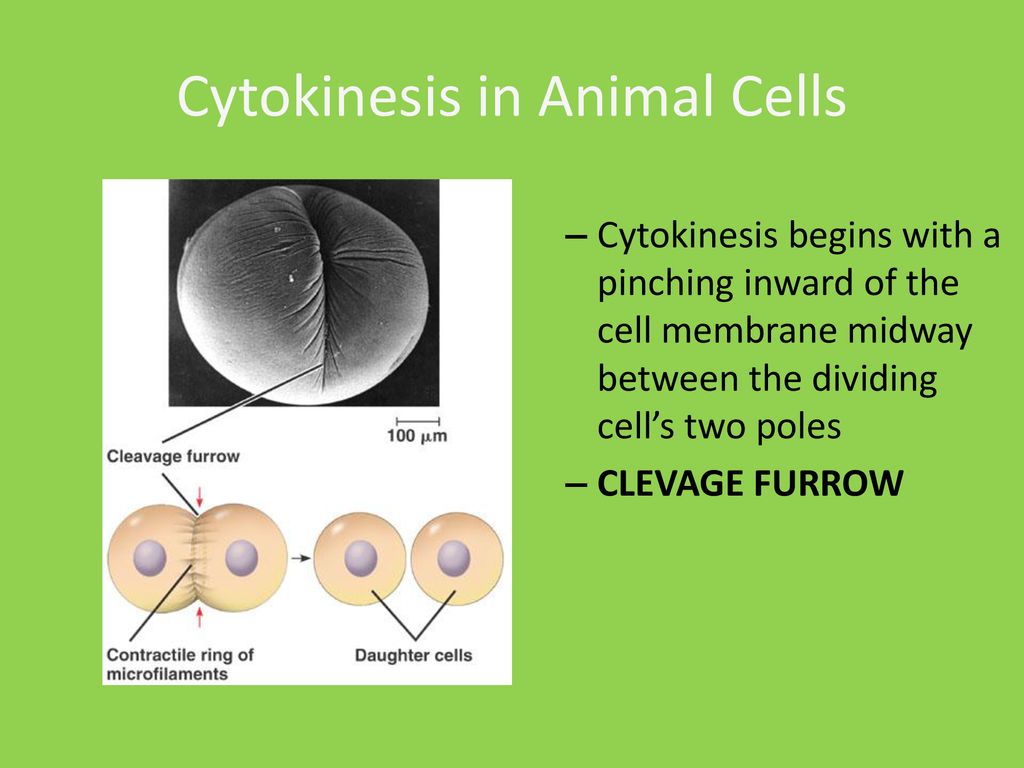 Cytokinesis & Control Over Cell Division - ppt download