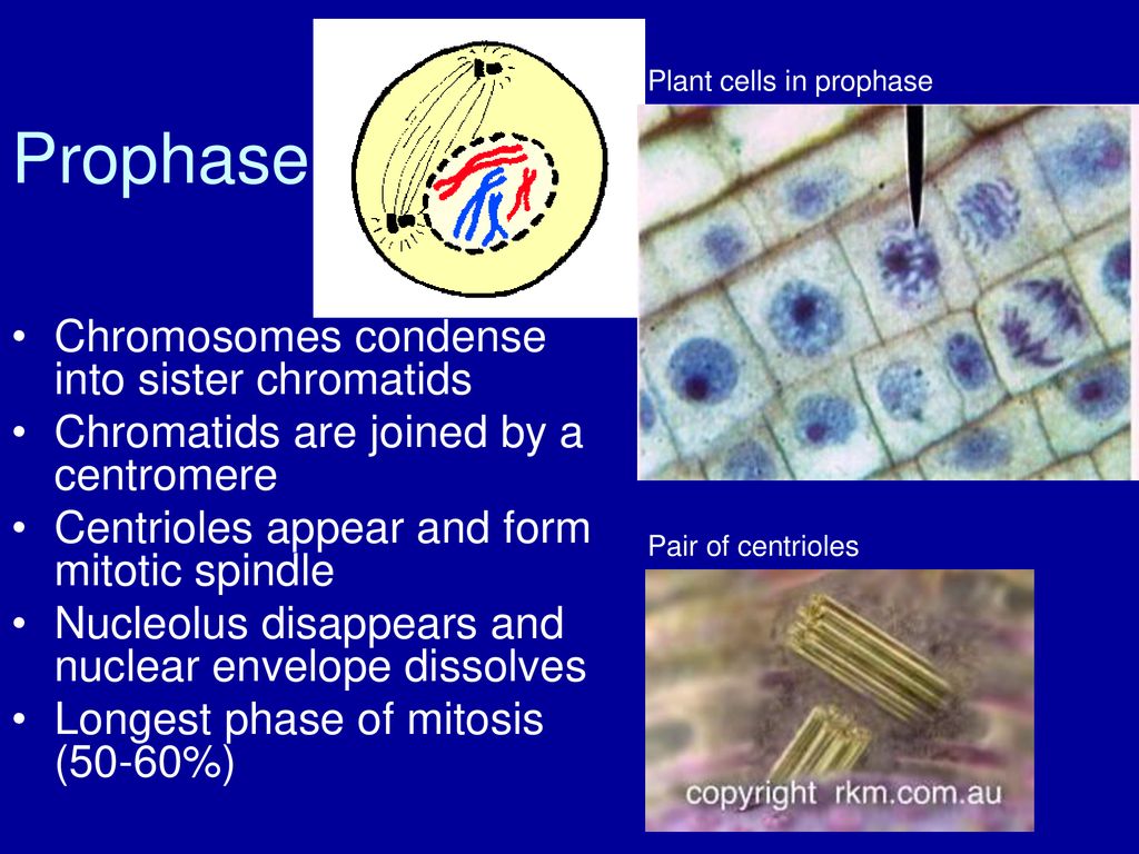 Cell Division Chapter ppt download