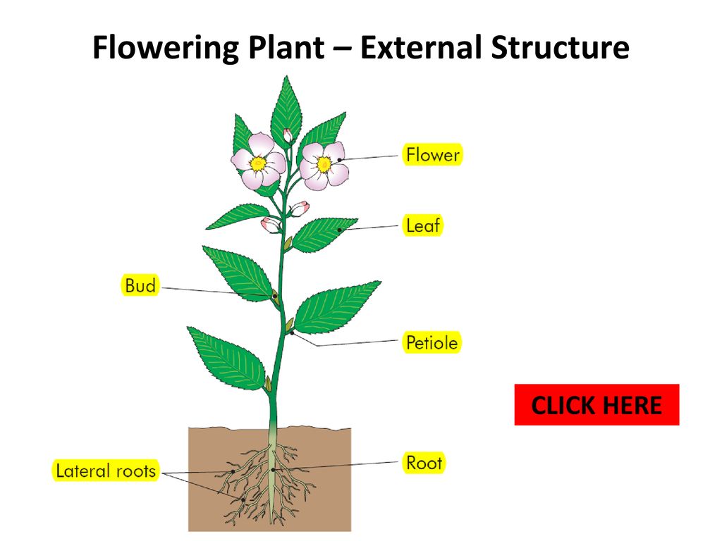 Flowering plant external structure ppt download