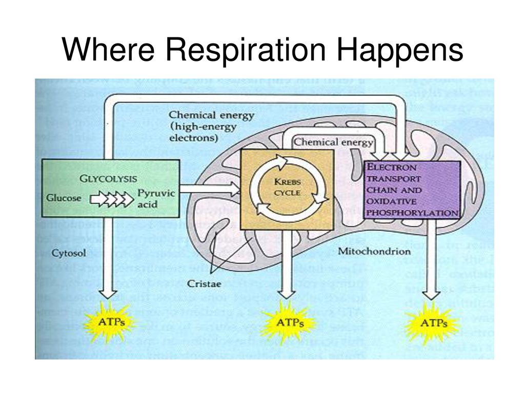 (Also Called Aerobic Respiration) - ppt download