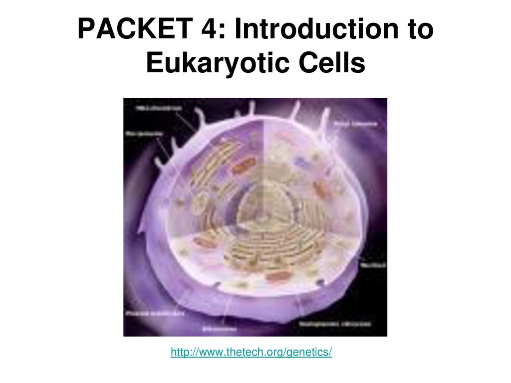 PACKET 4: Introduction to Eukaryotic Cells