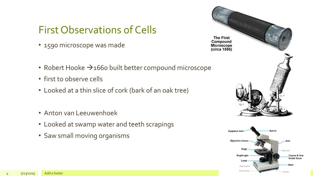 Lesson 25 Cells Subtitle. ppt download