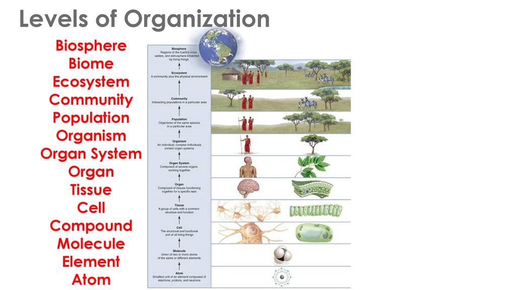 Levels of Organization - ppt download