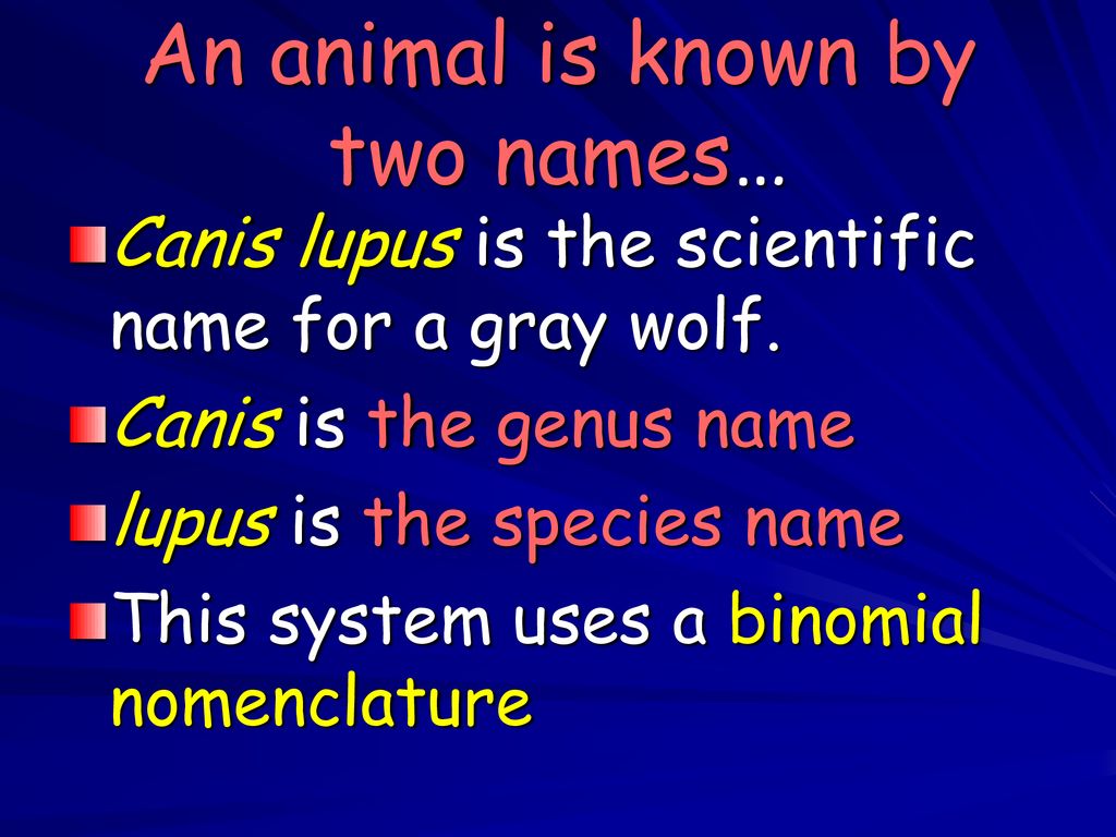 Taxonomy. - ppt download