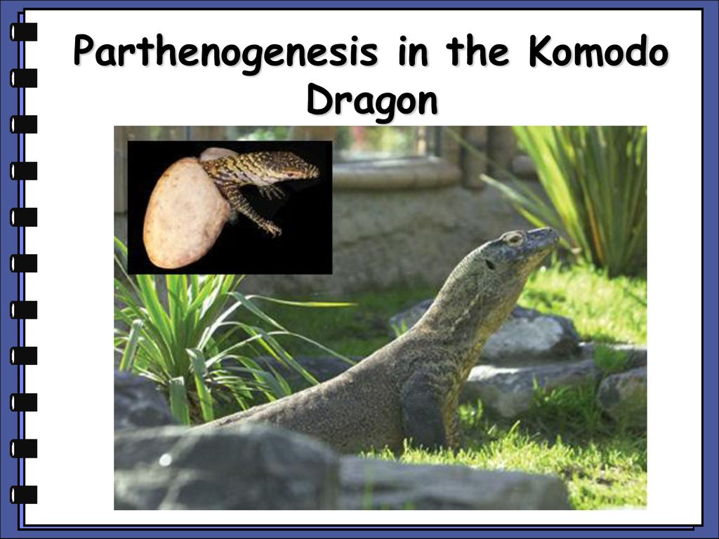 Introduction to animals - ppt download