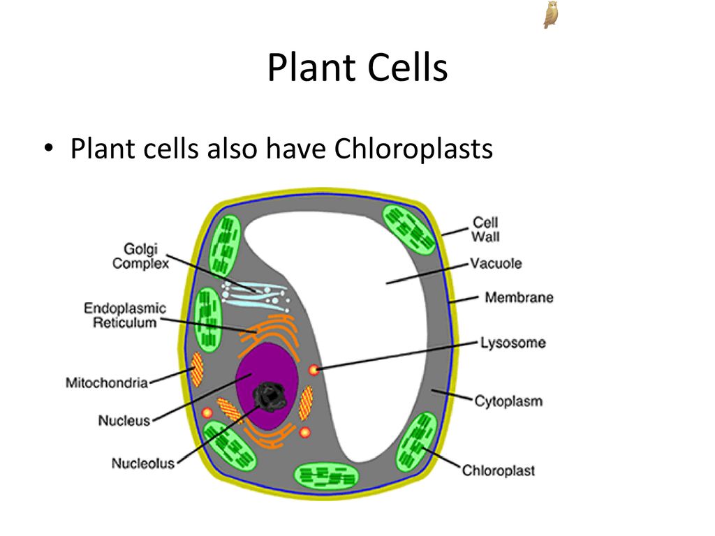 13 клеток в см. Plant Cell. Plant Cell vacuole. Specialized Plant Cell image. What does endoplasmic reticulum do in Plant Cell.