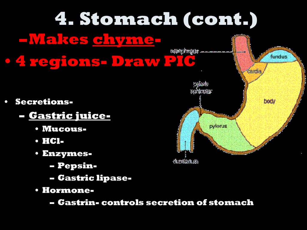 4. Stomach (cont.) Makes chyme- 4 regions- Draw PIC Gastric juice-