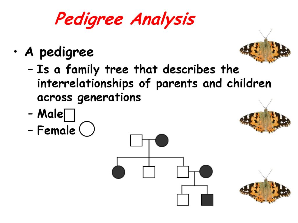 Mendel And The Gene Idea Ppt Download 