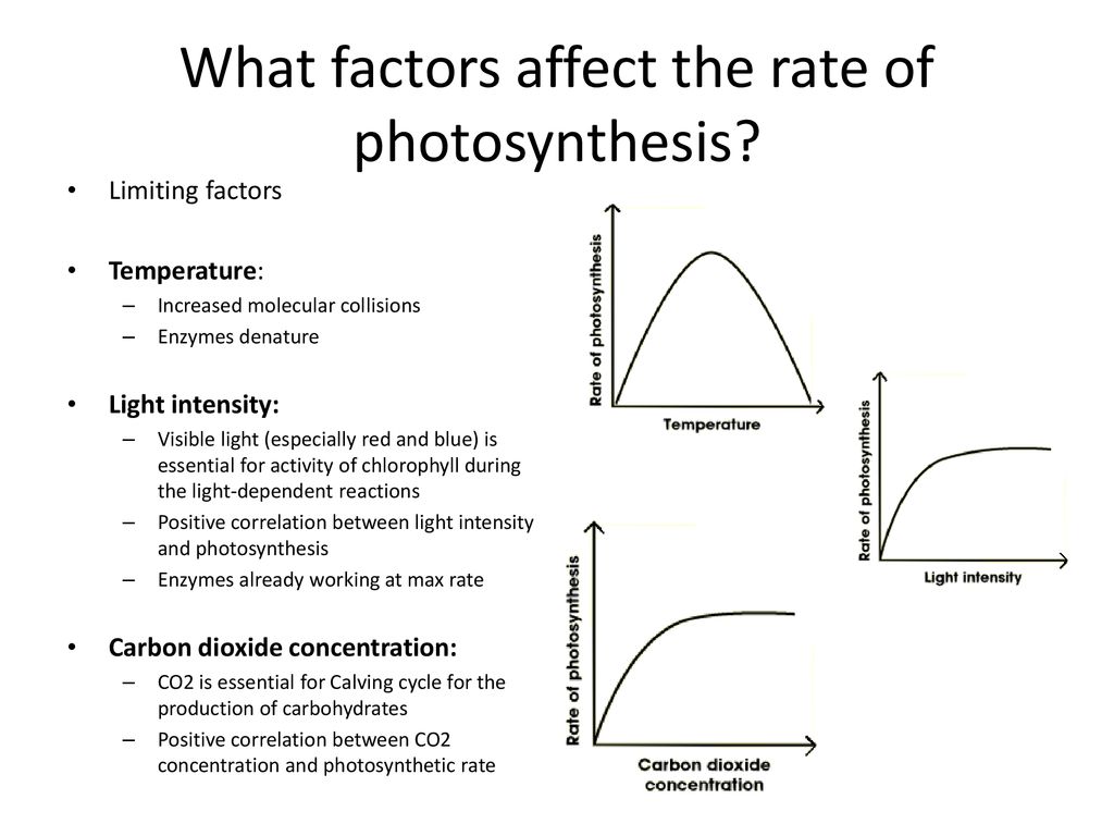 relationship between light intensity and rate of photosynthesis