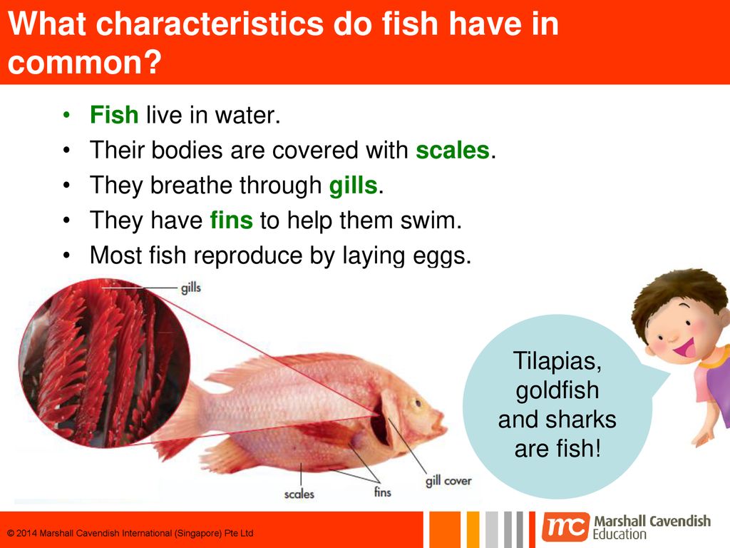 5 Characteristics That All Fish Have in Common, fishes 