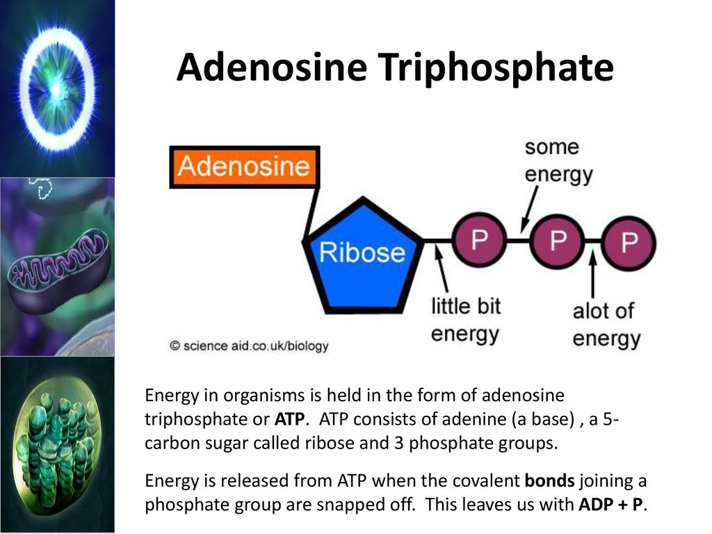 Energy and Life Chapter ppt download