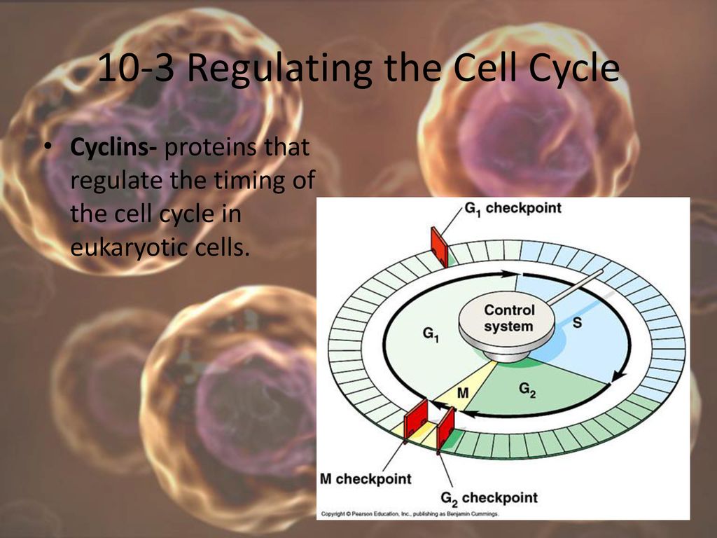 Ch 10 Cell Growth and Division Biology Diagrams