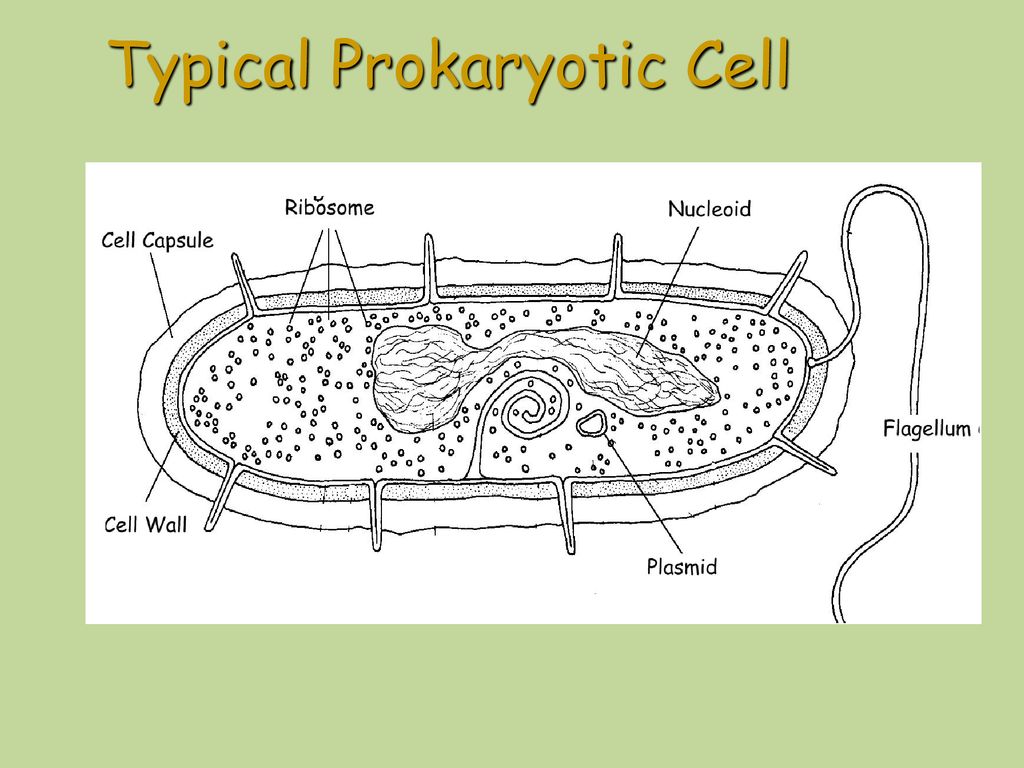 Prokaryotic versus eukaryotic cells ppt download