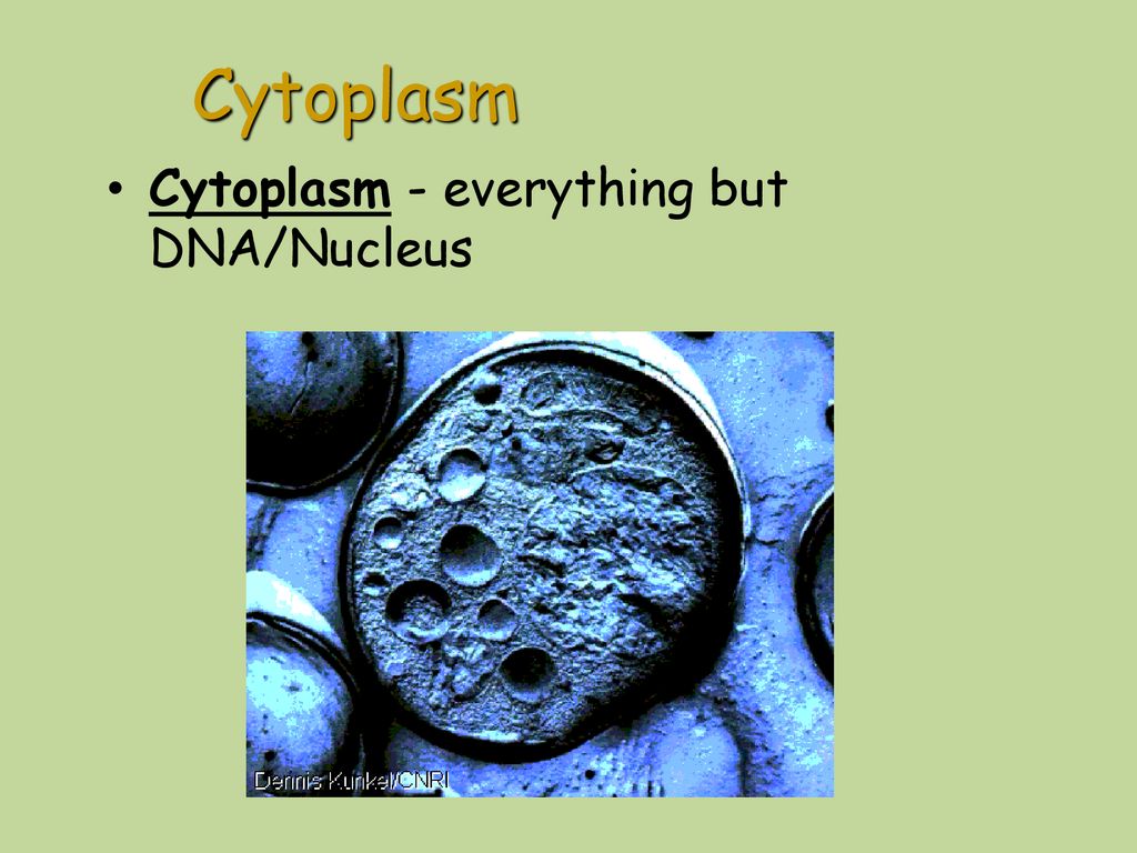 Prokaryotic versus eukaryotic cells ppt download