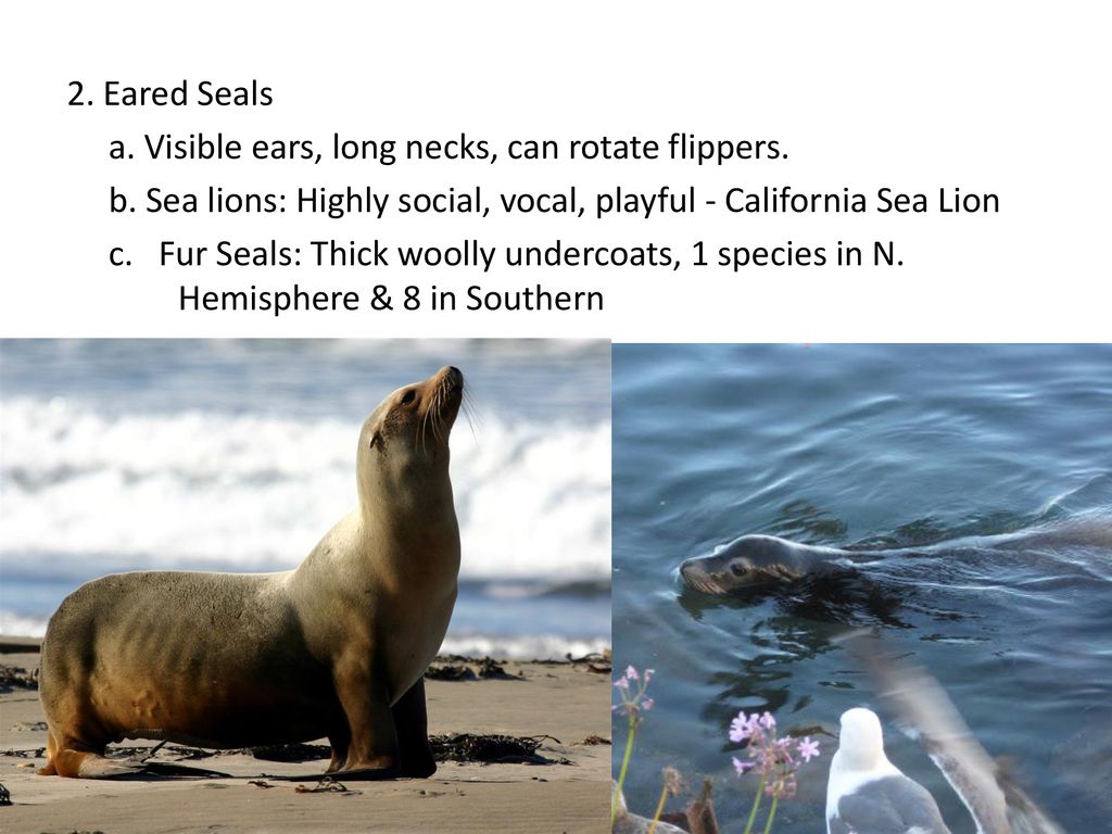 2. Eared Seals a. Visible ears, long necks, can rotate flippers. b. Sea lions: Highly social, vocal, playful - California Sea Lion.